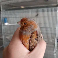 قناری ماده|پرنده|رودهن, |دیوار