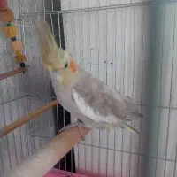 عروس هلندی