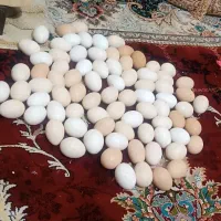 تخم مرغ محلی