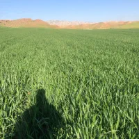 فروش گندم بذری