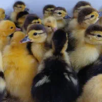 جوجه اردک مسکویی ۱۰ روزه موجود اشد