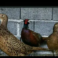 قفس پرنده . قرقابل