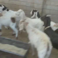 بز پاکستانی ابستن