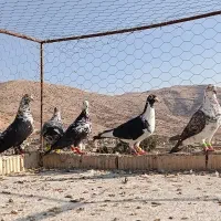 کفتر پلاکی .بزک سینه سفید۵تا با هم