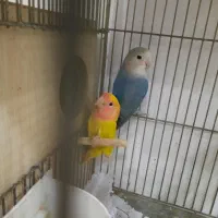 طوطی برزیلی های نر بالغ رزیکولیس زرد ابی معاوضه|پرنده|گلستان (تهران), |دیوار