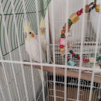 عروس هلندی|پرنده|رودبار, |دیوار