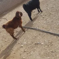 بز‌‌و‌بزغاله|حیوانات مزرعه|همدان, |دیوار