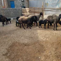 میش وبره|حیوانات مزرعه|پیشوا, |دیوار