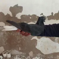 رامشیر|پرنده|رامشیر, |دیوار