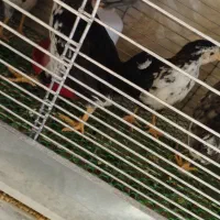 جوجه خروس گلین لری دو ماهه