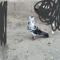 گمشده