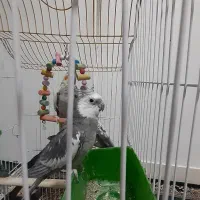 عروس هلندی نر وماده