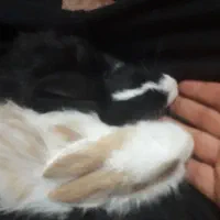 حیوان خونگی