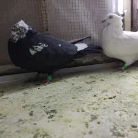 پرنده|پرنده|کرمانشاه, |دیوار