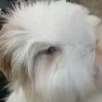 خرگوش لوپ ،جنسیت نر،کاملا سالم رنگ چشم آبی