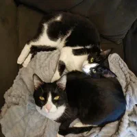 گربه|گربه|رشت, دیلمان|دیوار