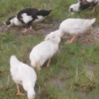 فروش اردک گوشتی به صورت کلی وتکی