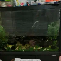 فروش آکواریوم ماهیران شرکتی بزرگ