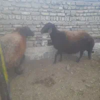 ۳ عدد میش ماده کیلویی ۲۸۰ تومن