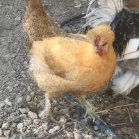 مرغ سلطان زیبا و زینتی