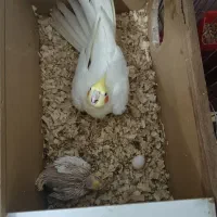 عروس هلندی با جوجه