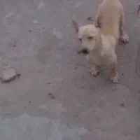 سگ پاکوتاه ماده