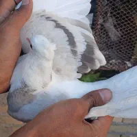 کفتر پرشی|پرنده|گلپایگان, |دیوار
