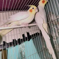 جفت مولد عروس لوتینو