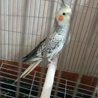 عروس هلندی ماده