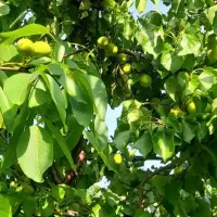 باغچه روستای دیزیجان ۶۷۰متر|فروش خانه و ویلا|قم, حکمت شمالی|دیوار