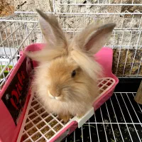 خرگوش لیون هد خارجی|موش و خرگوش|تبریز, |دیوار