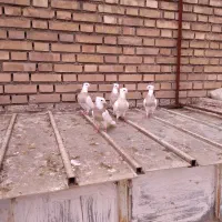 کبوتر طوقی ماده آجری