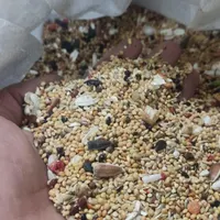 عروس هلندی طوطی برزیلی مرغ عشق فنچ مرغ میناکبوتر|پرنده|هشتگرد, |دیوار