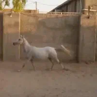 اسب‌سواری آزاد و آموزشی در دل کویر