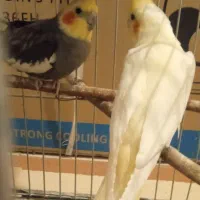 یک جفت عروس هلندی با یک عدد جوجه 3ملیون