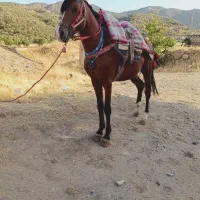 اسب کورد ۴ساله|اسب و تجهیزات اسب‌سواری|مریوان, |دیوار