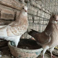 جوجه بعدازظهری بشرط