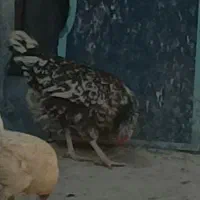 مرغ و واروک کلین با خروس چهل جیل