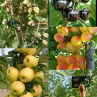 مجموعه نهالستان خرم نهال|خدمات باغبانی و درختکاری|مشهد, سیسآباد|دیوار