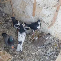 کفتر یا کبوتر