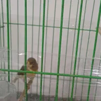 دو عدد قناری سالم نر بخون ماده آمده