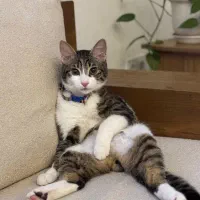 واگذاری گربه رایگان