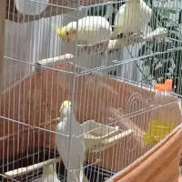جفت عروس هلندی