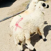 جفت بره نر