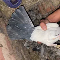 کبوتر|پرنده|زرند, |دیوار