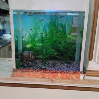 اکفاریوم ‌شیشه ‌زخیم