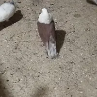 کلاغ سرخ|پرنده|نیشابور, خیام|دیوار