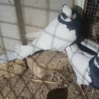 کبوتر طوقی|پرنده|شال, |دیوار