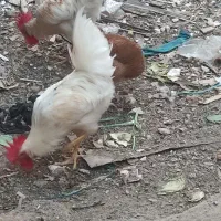 مرغ و خروس محلی