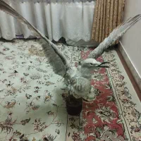 دو عدد پرنده تزئینی